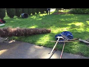 Royal wood cutting & chipping palm tree