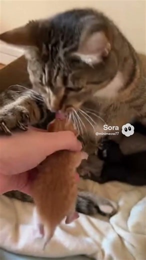 Protective Mom Cat PANICS When Her Tiny Kitten Is Taken 😭 | “Give Me Back My Baby!” 🐾