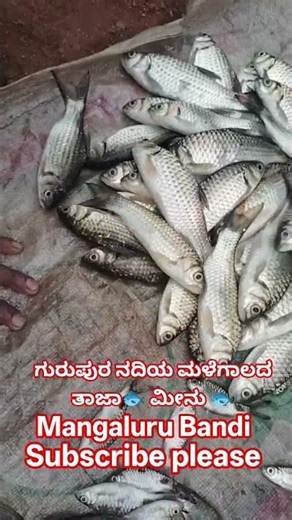 Gurupura River Fish || ಗುರುಪುರ ನದಿ ಮೀನು