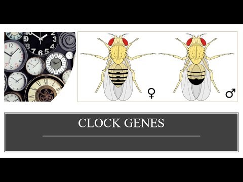 CLOCK genes