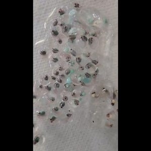 Our Panamanian Red-Eyed Tree Frog tadpoles are growing! | Josh's Frogs