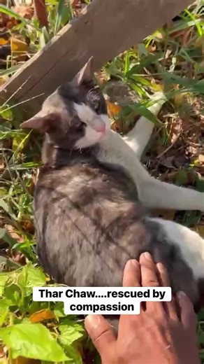 PAWS Bangkok on Instagram: "Monk Phra Sitavala’s tender mercy & proper medical care = hope restored! 🧡 Precious Thar Chaw, a beautiful, gentle cat possibly struck down by a car or motorbike was first rescued with love, food, (and turmeric) by a truly compassionate monk who lovingly reached out to us. (Turmeric sadly can’t heal serious injuries, urgent professional vet care is key.) His outlook was heartbreakingly grim, but with YOUR generous hearts, he’s been receiving the best care in an anima