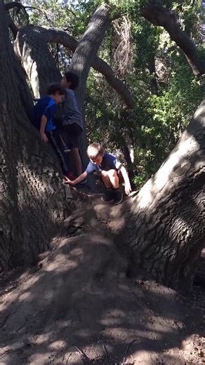 That was awesome! 😂 #reels #fail #funny #tree | America's Funniest Home Videos