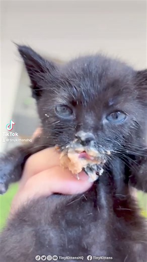 34K views · 2.6K reactions | Aslan discovered kitten gruel, and boy...
