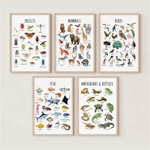 Animal Classification Educational Poster – Watercolor Prints for Kids, Classroom, Homeschool Learning (set of 5) - Etsy