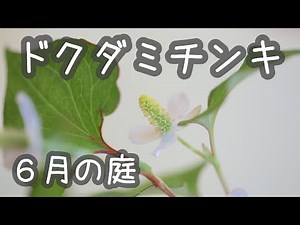 《ドクダミ活用法》ドクダミの花のチンキ｜梅雨入り前の庭まとめ｜ふたつの嬉しい事 [ガーデニングvlog]