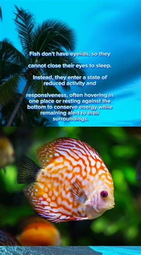How Do Fish Sleep Without Eyelids? #shorts #fish