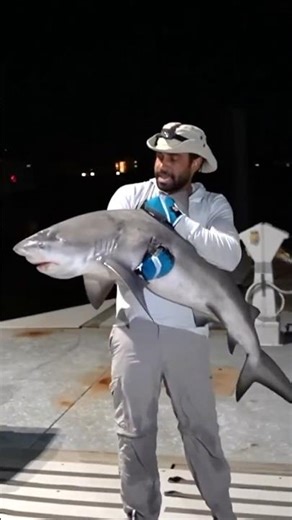 PET BULL SHARKS in our FRESHWATER RIVER! #shorts