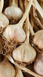 Garlic is in season! Here are some Easy Ways to Store & Buy Garlic Buy garlic bulbs with firm cloves and dry skins. Store garlic bulbs in a cool, dry place, but not in the fridge (since this can stimulate sprouting). Ventilated ceramic garlic keepers or mesh bags are preferable to plastic bags. Comment Garlic for more information #loveCDNfood #localingredient #seasonaleating #garlic | Canadian Food Focus