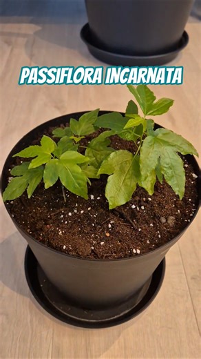 Passiflora incarnata getting a bigger pot