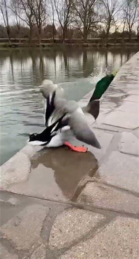 Duck Panic Explosion!