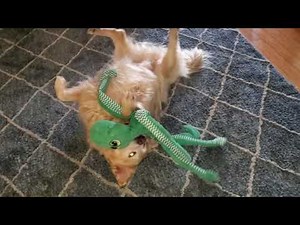1K views | This cute Golden Retriever couldn't get enough of his new toy octopus. He began wriggling about on his back, clutching the stuffed octopus in his mouth. | Jukin Copyright Management | Facebook