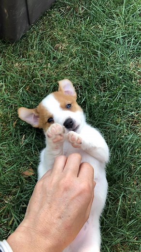 21K views · 842 reactions | 冀Amadeus du Bois de Capsil 冀 d i s p o | Jack russell de Capsil | Facebook