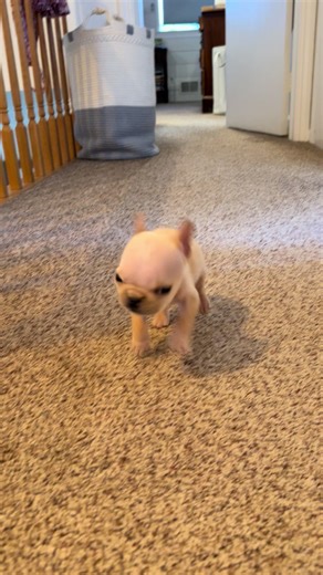 Join the Excitement at the CRU Puppy Bowl Live!