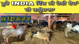 1.6M views · 66K reactions | ਏਦਾਂ ਦੀ ਗਊਸ਼ਾਲਾ ਨੀ ਦੇਖੀ ਹੋਣੀ ਤੁਸੀ,ਸ਼ੇਅਰ ਕਰਕੇ ਸਪੋਰਟ ਜਰੂਰ ਕਰੋ | Countryside yt | Facebook