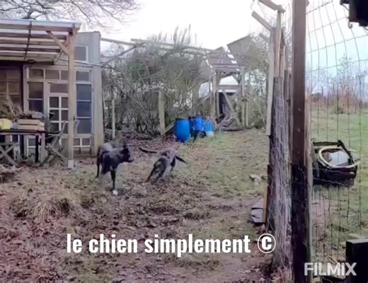 Vidéo communication Contexte : 2 chiens, un des deux (le 1 sur la droite) est adopté depuis quelques mois. Lors du suivi des loulous, je reçois cette vidéo (entre autres) fort intéressante qui nous a permis d'évaluer les intéractions des deux chiens et de parler gestions /non gestions /intervenir, quand comment pourquoi..... Une très chouette séance qui a permis de faire le point sur plusieurs sujets et de poursuivre le travail vers la confiance en l'humain et la désensibilisation du matériel de