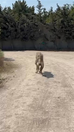 Chapman is hanging on by a thread 💔 Without your help, we cannot save him. Chapman is nothing but skin and bones. His ears and tail had been hacked off, his body is ravaged by starvation, and his legs are twisted from malnutrition and past abuse. We sent a rescue team to pick up Chapman where he was staggering down a busy highway. Now he's safe, but he is far from out of danger. His organs are damaged from severe malnutrition. He is dehydrated, frail, and fighting infections. His twisted legs c