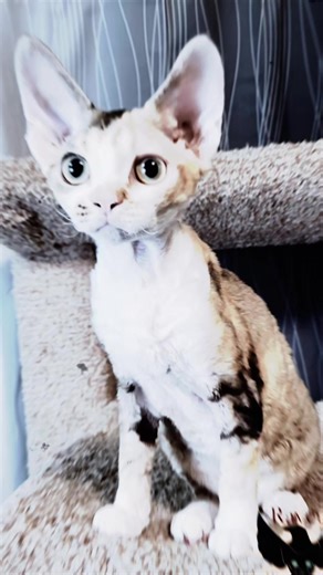 A bit of Raven to start your day! . #Raven #quoththeraven #HollywoodIcons #Miracatz #devonrex #texasrexes #devonrexlife #devonrexkitten | Miracatz Devon Rex & HHPs | Facebook
