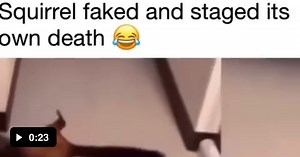 Squirrel gives Oscar deserving performance in murder scene - Video