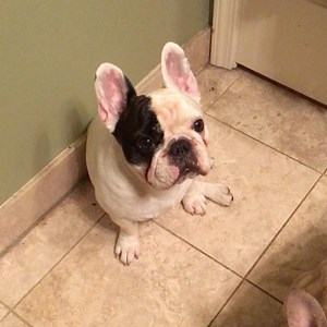 Can we please go Black Friday shopping? I bet we can find some snacks and toys for cheap. #blackfriday | Manny The Frenchie