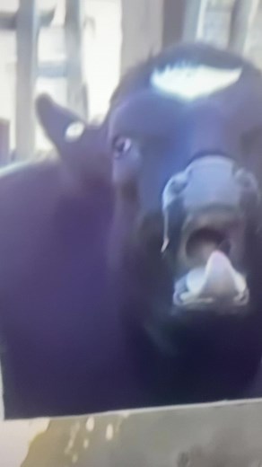 #cow #funny #sound #animal #laugh | cow