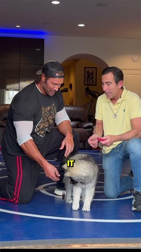 Dr. Jeff Werber breaks down how to train your new puppy