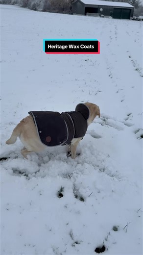 Snow day play! The Heritage Wax coats are a great addition to your dogs winter wadrobe! They are waterproof and fleece lined with reflective piping and a chest protector. . . . #dogcoat #dogcoats #snowdogs #labradors #labradors