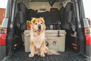 How To Secure A Dog Crate In A Car [Crate Types And Proper Positioning]