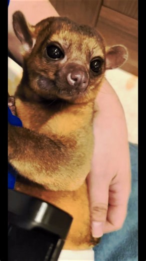 ボートダンスをまた頑張って踊るキンカジュー #kinkajou #キンカジュー #サカナクション#可愛い動物 #雨の踊り子