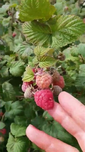 #sverige #rasberry #garden #gardening #fields #nature #sweet #shortvideo #shorts