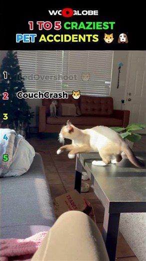 Pets Having the WORST Luck… 😂🐶🐱