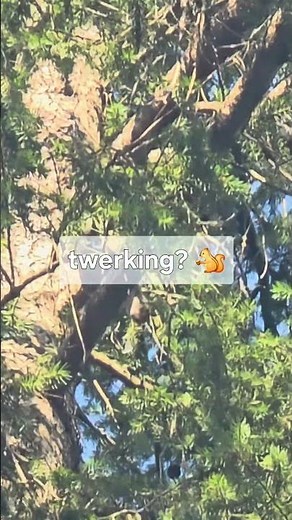 I've never heard a squirrel make this sound before... 🐿️🔊