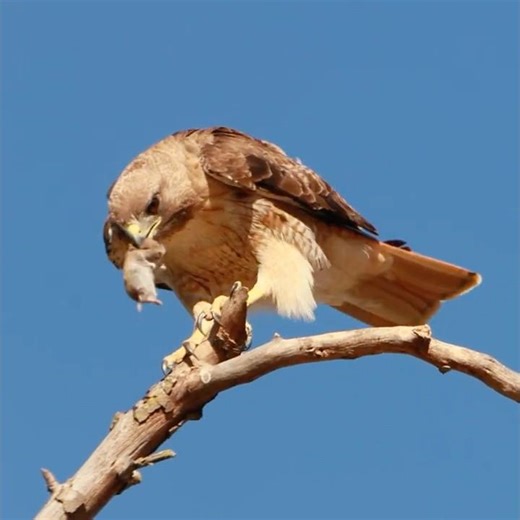 Red-tailed Hawk Mom Wants to Eat Gopher but her Juvenile Baby disagrees