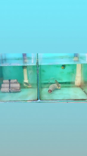 Feeding Multibar Angelfish🤩🥰🔥 | Iwarna Aquafarm