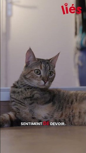 Paralyzed cat: the decision that changed everything | Related