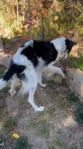 When you've chased the wolves away and all you have left to hunt are mice 😆 Good job, Ivy!! 🩷 rescueborzoi.org #NBRF #borzoi #rescuedog #mightyhunter | National Borzoi Rescue Foundation