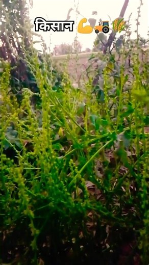 किसान 💪🌾 Kisan 🚜🌾🌾🌾🌾#shorts #viral #kisan #viralreels #khetibadi#song