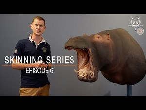 Unique Animal Characteristics | Skinning Series | Splitting Image Taxidermy