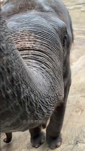 The suction power of the trunk is stronger than that of a vacuum cleaner. The magical elephant t