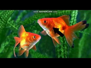 Compare Animal Structures