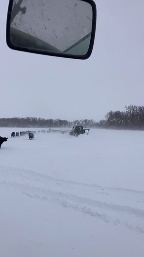 522K views · 10K reactions | The cows sure are happy behind the trees out of the blowing wind and snow. Ben pushed out a few lanes and I processed some bales so they didn’t have to stand in the foot of snow we got last night. #angus #angusbeef #nebraskabulls #rangeready #angusbulls #workforaliving #ranchlife #everydayontheranch #beefitswhatsfordinner #agindustry | Spring Valley Ranch & Cattle LLC | Facebook