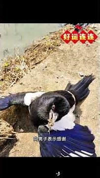 男子救助一只被困塔吊的喜鹊，没想到竟被赖上，它甚至还懂得感恩！ #animals #奇妙的動物