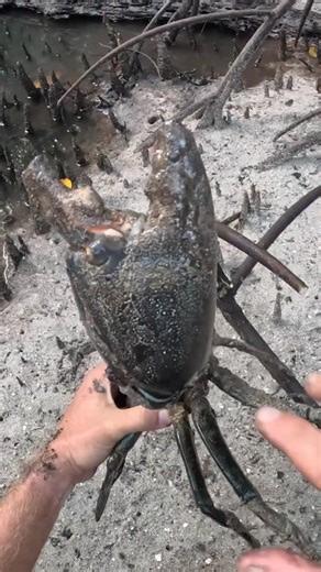 One of the most rewarding feeds you can get! 🦀 | Back 2 Basics Adventures