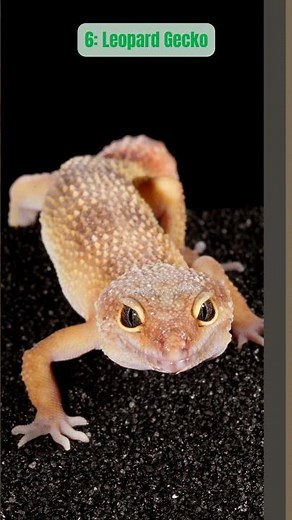 10 Pet Lizard Types for Reptile Lovers 🦎