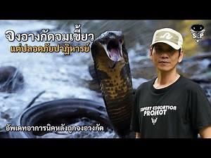SEP EP.42 The king cobra bit his fangs but he was miraculously safe.