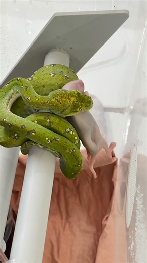 Premier nourrissage réussi pour nos Morelia viridis récemment intégrés ! 100 % de réussite avec des proies décongelées. Les premiers spécimens sont d’ores et déjà disponibles en ligne, les suivants arriveront très prochainement. 🔹 7 Morelia viridis Aru high white. 🔹 2 cross designer d’exception. 🔹 NC 2024. 👉 Découvrez-les dès maintenant sur www.reptilis.com. #reptilisshop #reptilis_breeding_center #reptilis #reptiles #serpent #morelia #moreliaviridis #greentreepython #greentreepythons #pytho