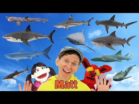 Sharks | What Do You See? Song | Find It Version | Dream English Kids
