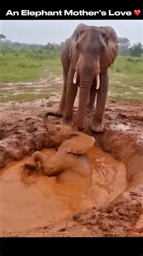 Baby Elephant Stuck In Mud Pool