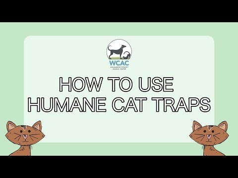 How to Use Humane Cat Traps!