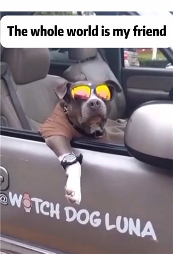 Why Dogs Make Friends with Strangers